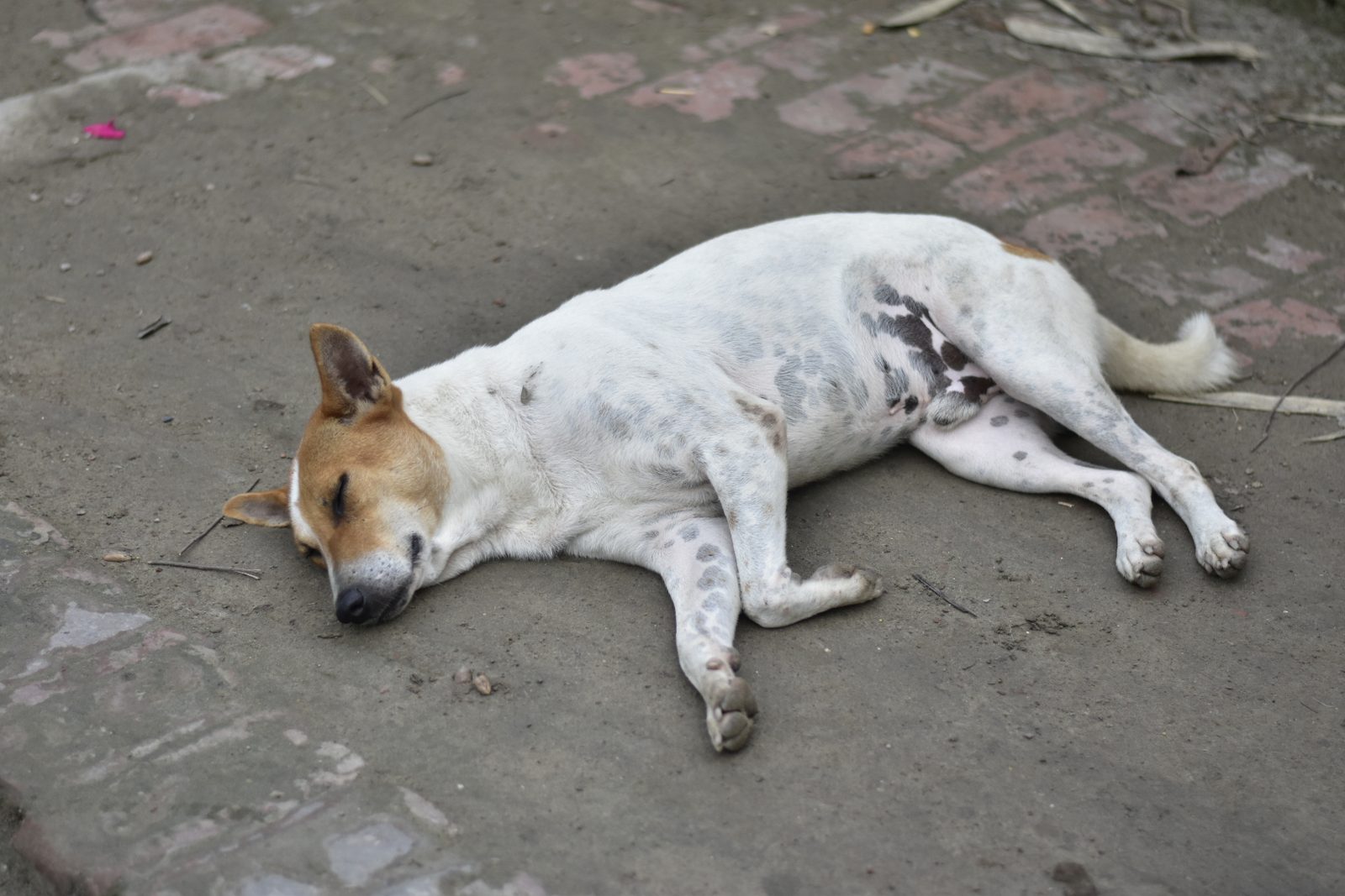 A stray dog rests on a paved street in Dhaka in this file photo. Health officials say stray-dog bites and rabies cases have risen across Bangladesh.