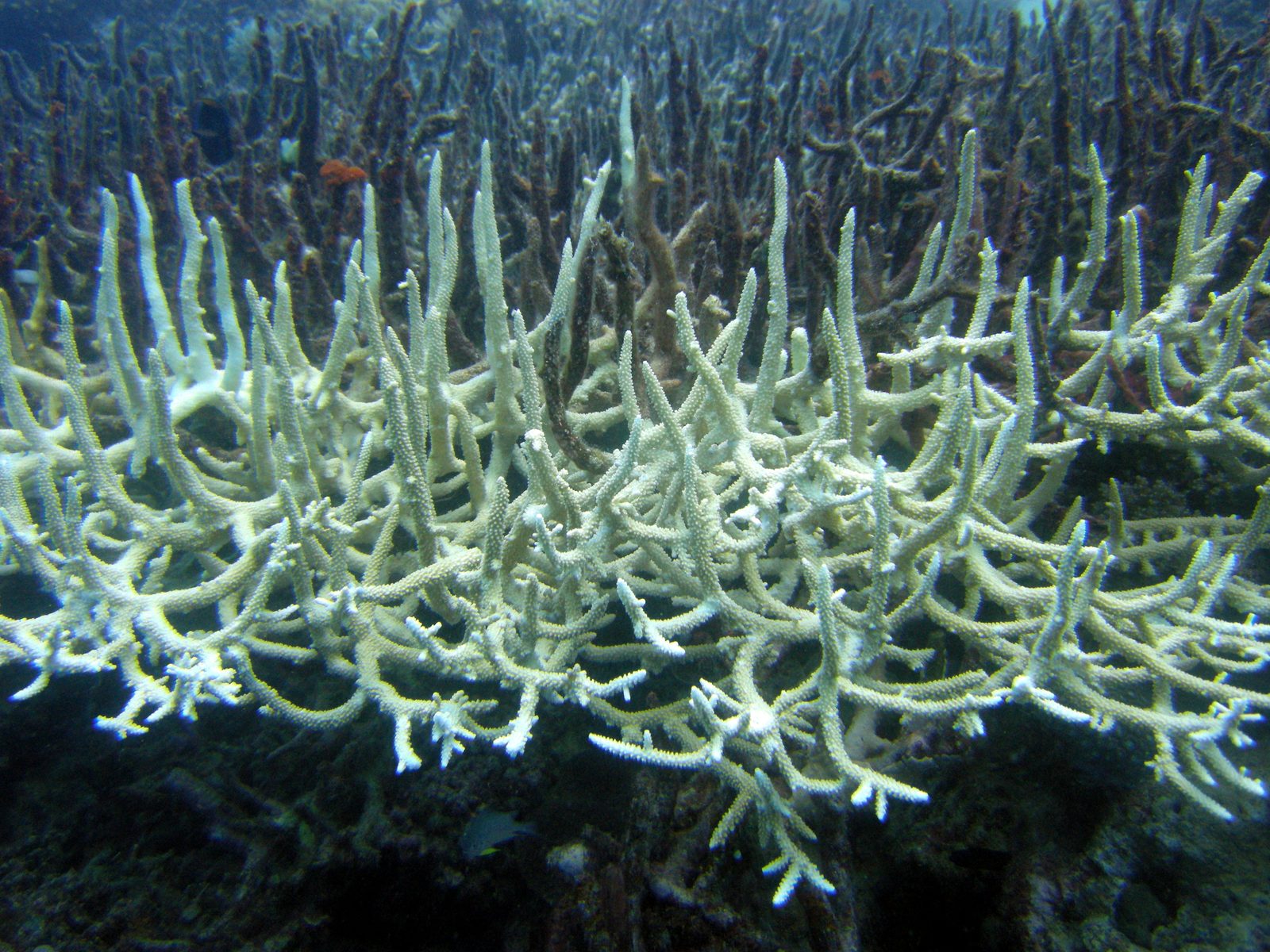 Bleached staghorn coral on the Great Barrier Reef, photographed in 2009. The IUCN's first global assessment of reef ecosystems, published on 22 October 2026, found 96% of shallow-water reef systems at critical risk of collapse. Photo: Matt Kieffer / Wikimedia Commons, CC BY-SA 2.0.