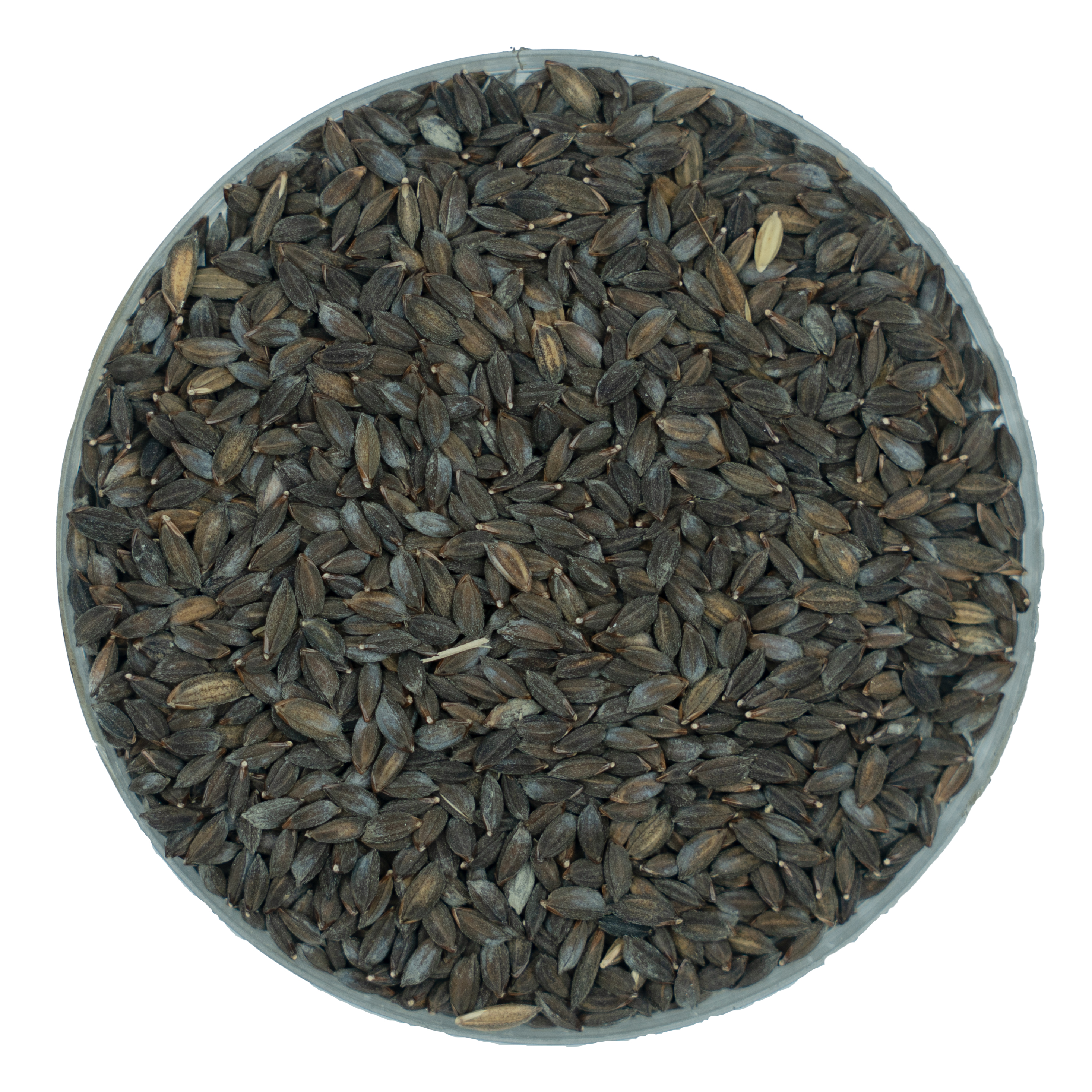 Kalijira, a Bangladeshi rice variety. The government sells subsidised rice through Open Market Sale outlets. Photo: Masum-al-Hasan Rocky, Wikimedia Commons (CC BY-SA 4.0).
