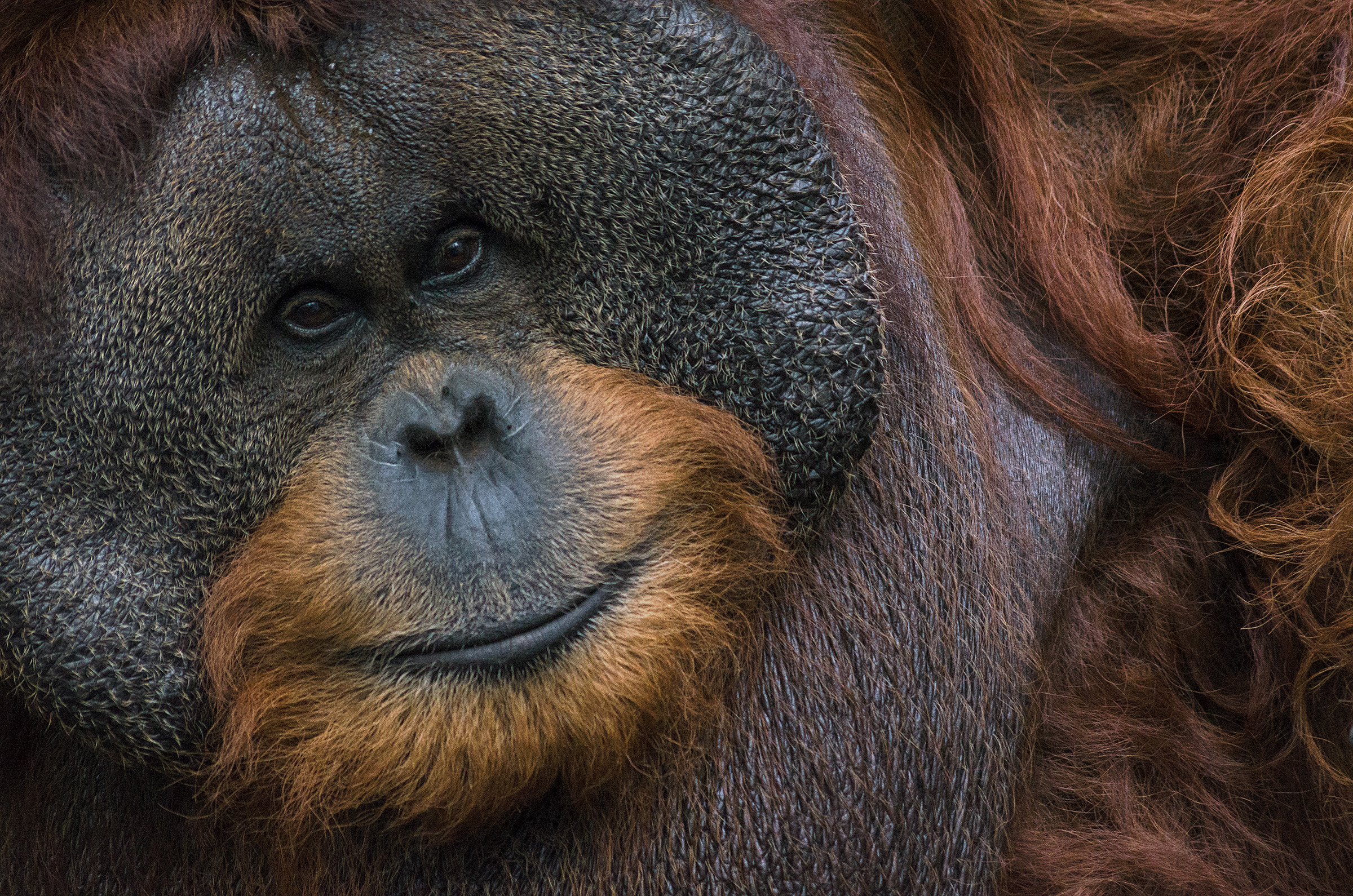 A Bornean orangutan in Kalimantan, Indonesia (file photo). Conservation teams have evacuated dozens of orangutans from fires in the province since August 2026. Photo: Ridwan0810 / Wikimedia Commons, CC BY-SA 4.0.