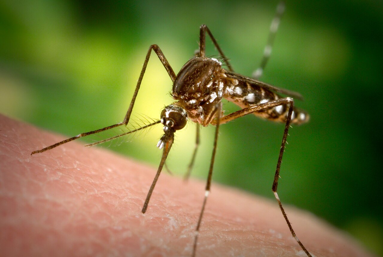 A female Aedes aegypti mosquito, the main vector of dengue, takes a blood meal. Photo: James Gathany/CDC via Wikimedia Commons (public domain)