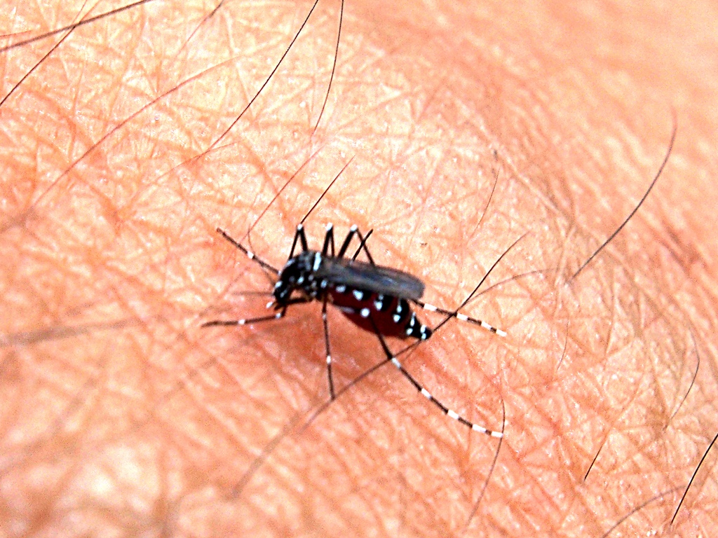 A female Aedes aegypti mosquito feeds on skin. The dengue-carrying species is the target of a new AI-assisted monitoring trap built by Dhaka University researchers. Photo: John Ragai / Wikimedia Commons, CC BY 2.0