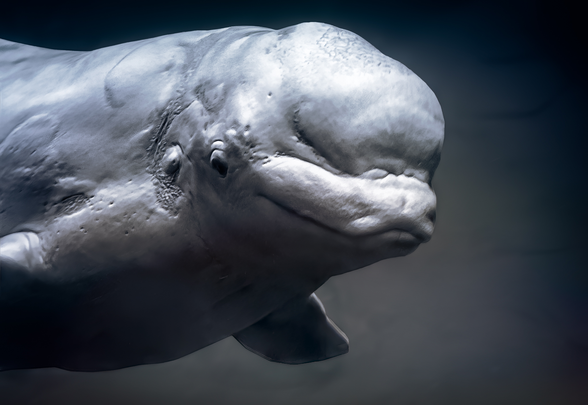 A beluga whale at the Georgia Aquarium in Atlanta, which took in two belugas rescued from Canada's Marineland (file photo).