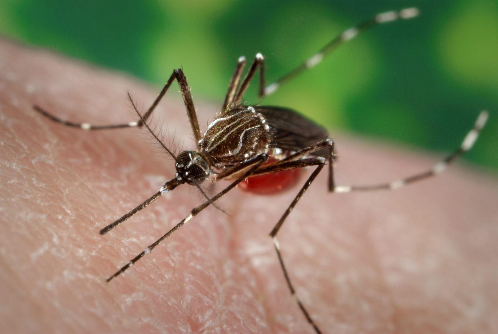 An Aedes aegypti mosquito, the species that spreads dengue, feeds on human skin in a laboratory photograph by the US Centers for Disease Control and Prevention.