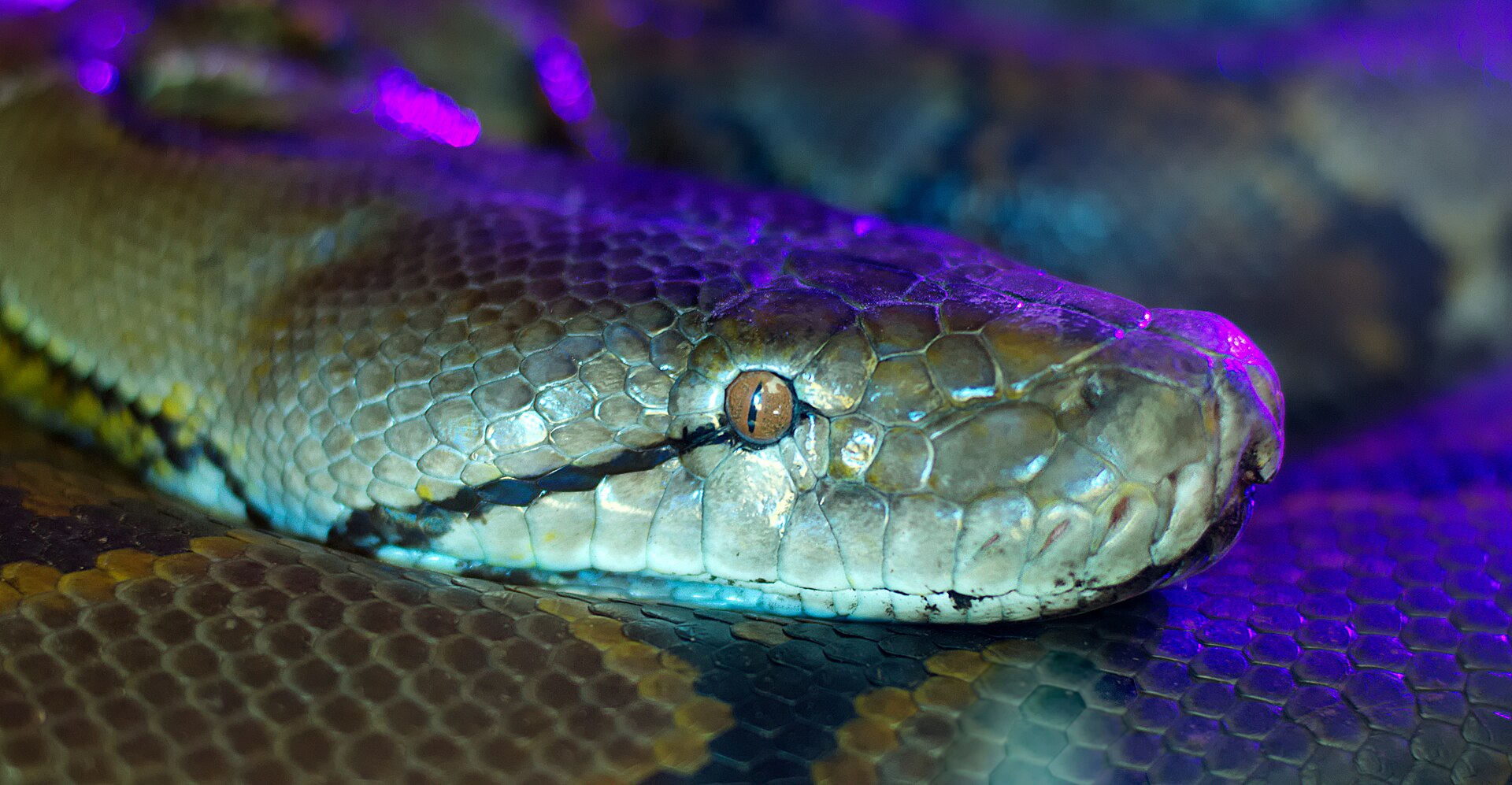 A Burmese python. File photo, not the snake caught in Kurigram on 18 October 2026. Photo: Cvmontuy / Wikimedia Commons, CC BY-SA 4.0.