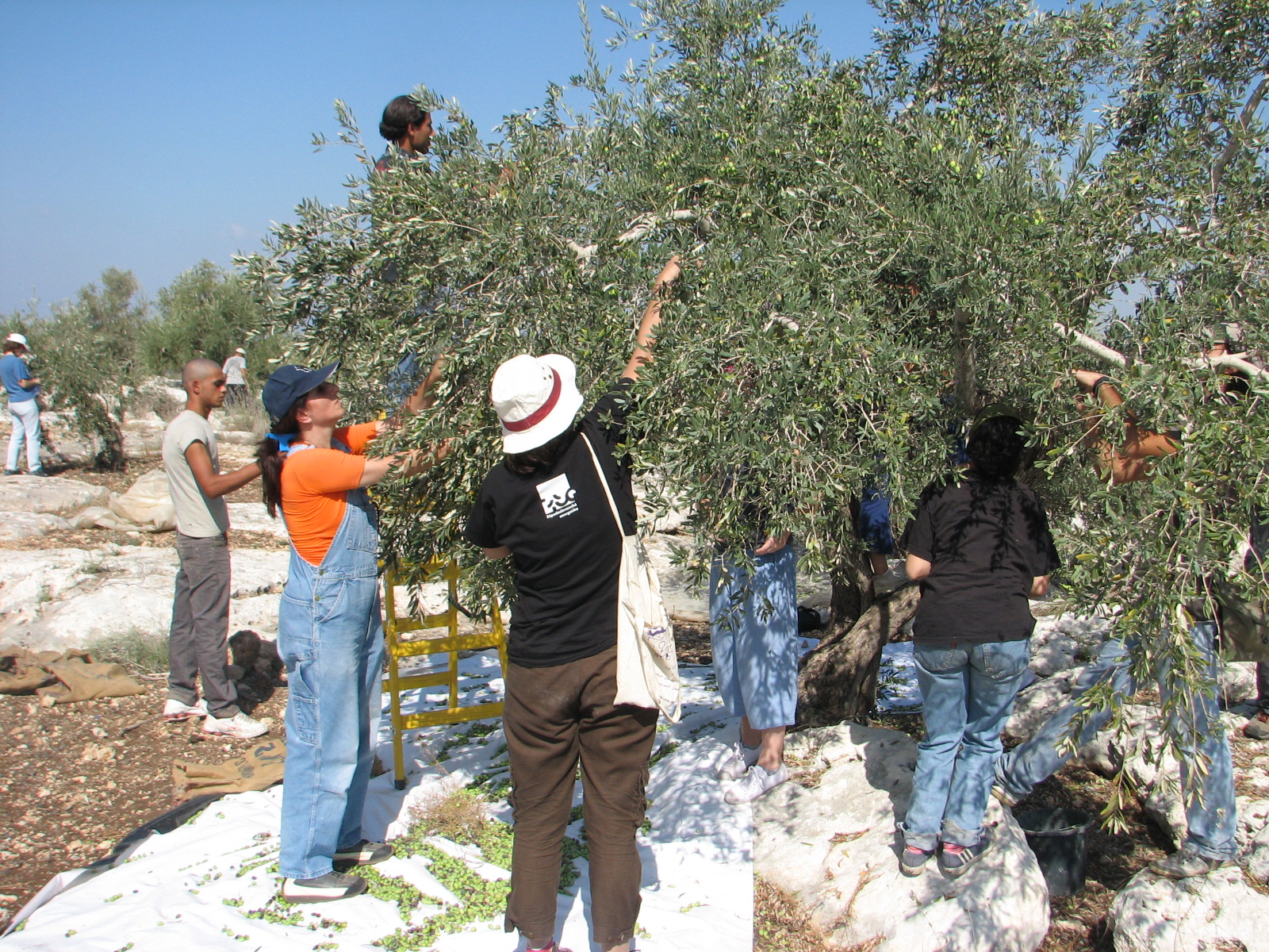 Palestinian and Israeli volunteers harvest olives in Qaffin, in the northern occupied West Bank, in a 2008 photograph. This year's harvest has been disrupted by repeated settler attacks. Photo: Orrling / Wikimedia Commons, CC BY-SA 3.0