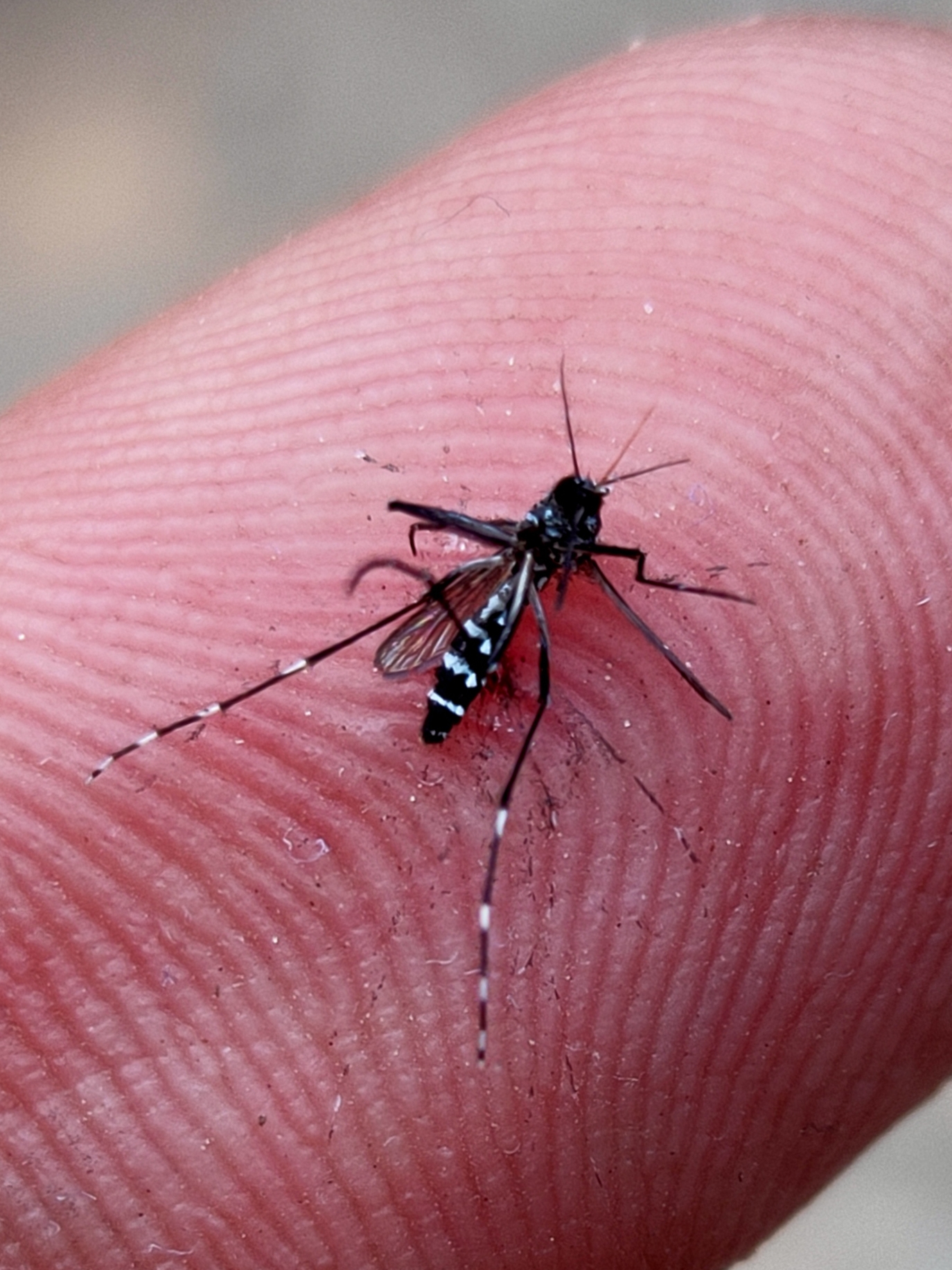 An Aedes aegypti mosquito perched on human skin in a file photograph taken in Kolkata, India, in 2020; this is a contextual image, not a Bangladesh outbreak scene.