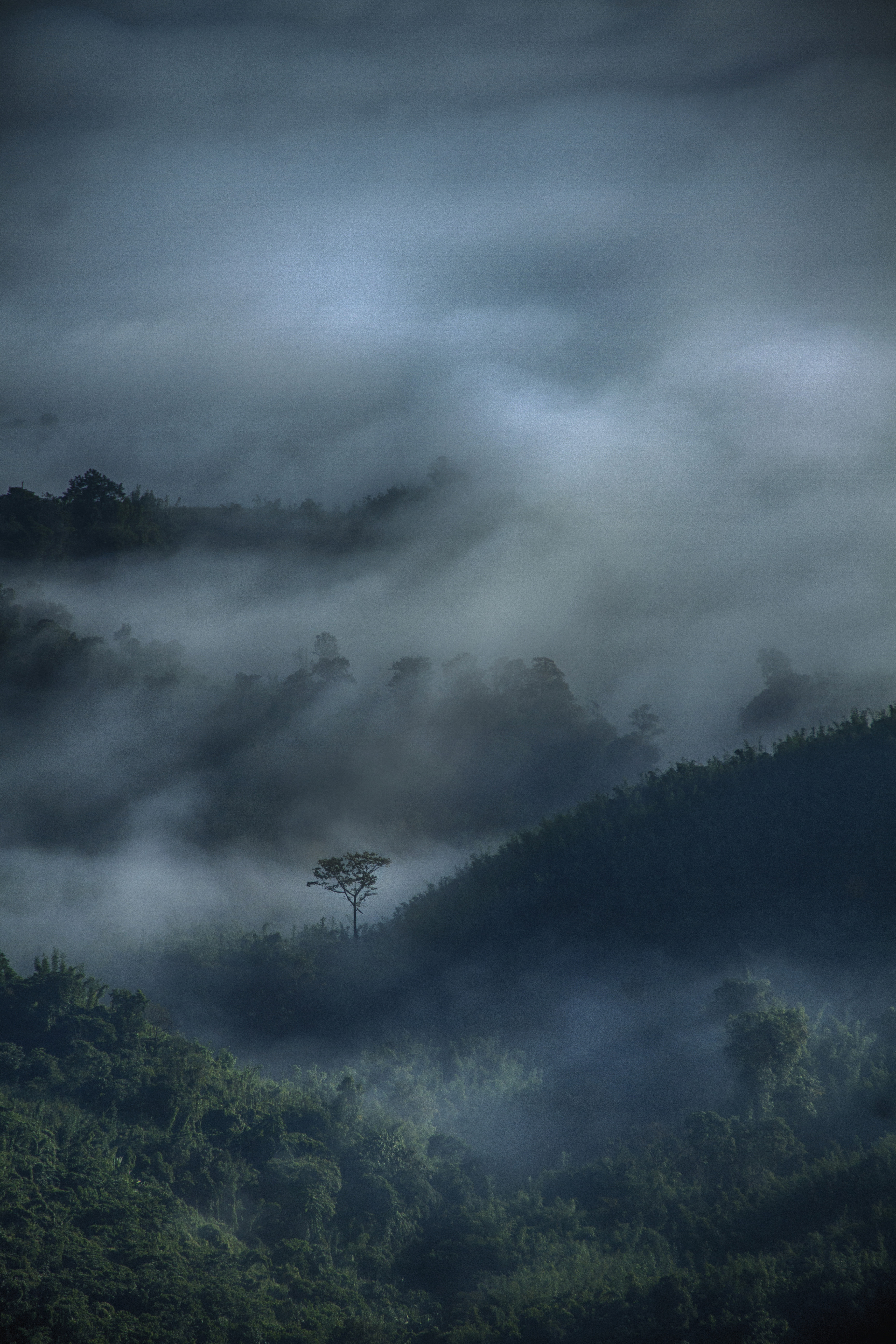 At dawn, a lone tree rises from Sajek Valley’s mist-covered hills; file photograph from 5 December 2016.